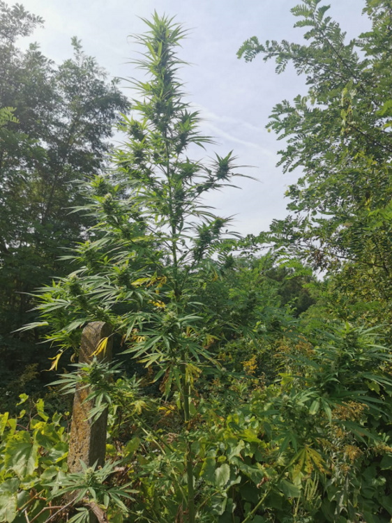 Slika /PU_ZG/slike/PUZ/2020/rujan/droga ivanic 180920/foto 4.jpg